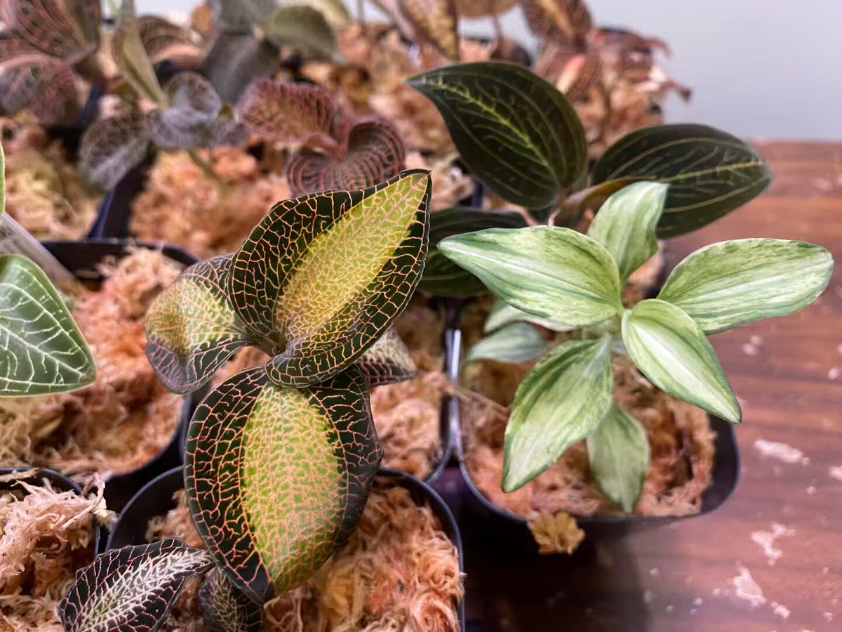 ジュエルオーキッド　THE GAKI 「黄桜」三連休セール！ 入荷情報 TheGAKIさん(@TheGAKI_pf)から今月もキラッキラのジュエル