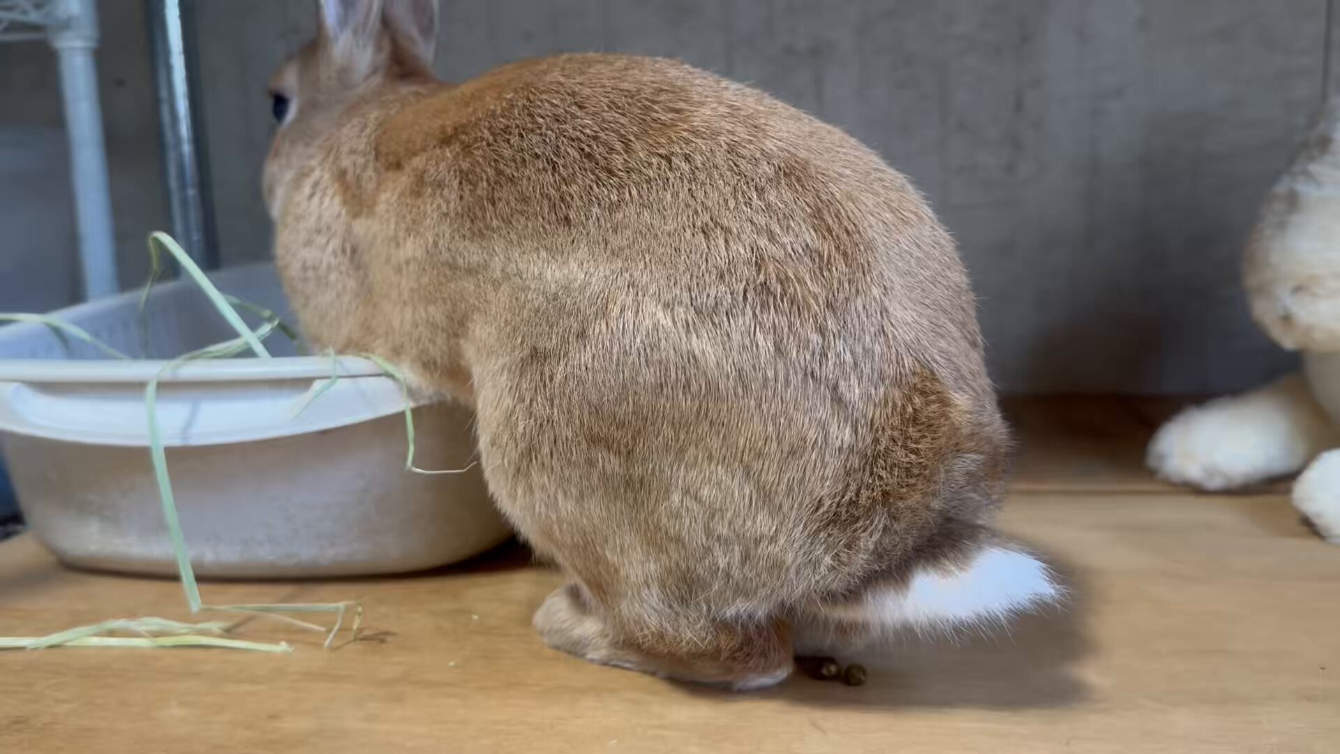 すきうさぎ 飼い主いない時のウサギがおちゃめ過ぎたw - YouTube