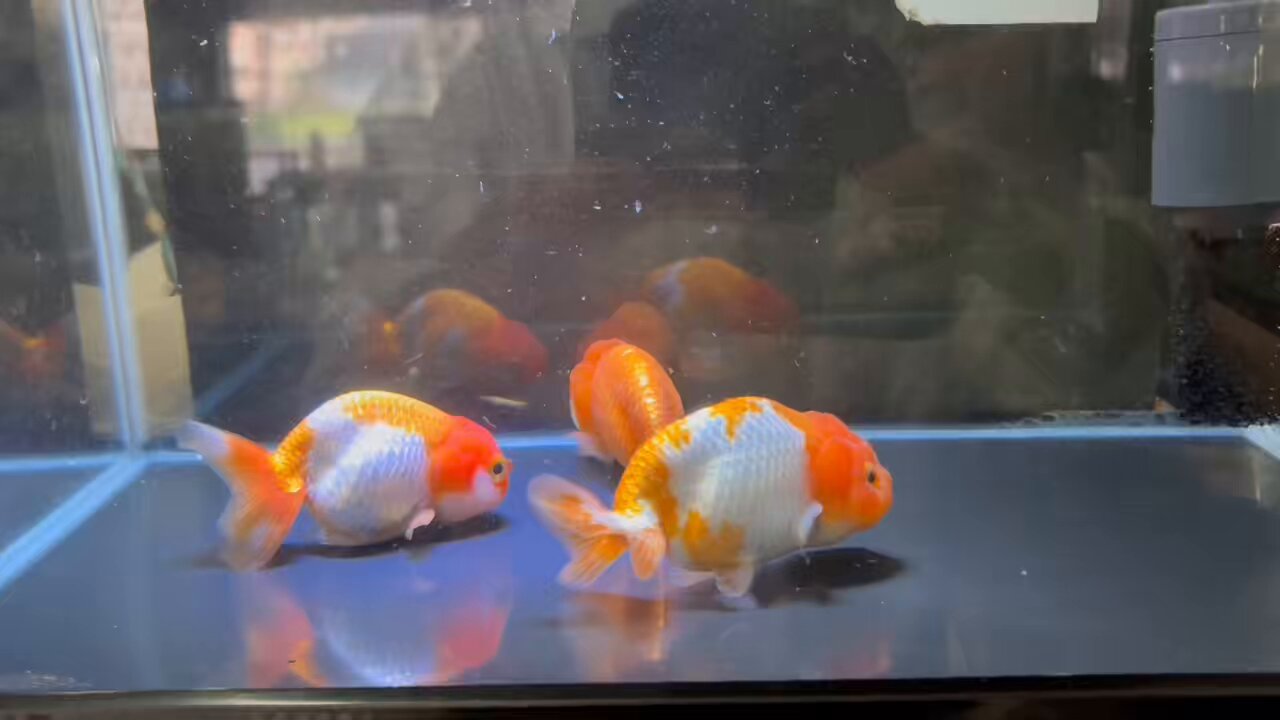 テコチチ【願いが叶う】【金運 財運 繁栄 招福】金魚 きんぎょ らんちゅう 金魚・でめきん ｜ 藪屋｜九谷焼