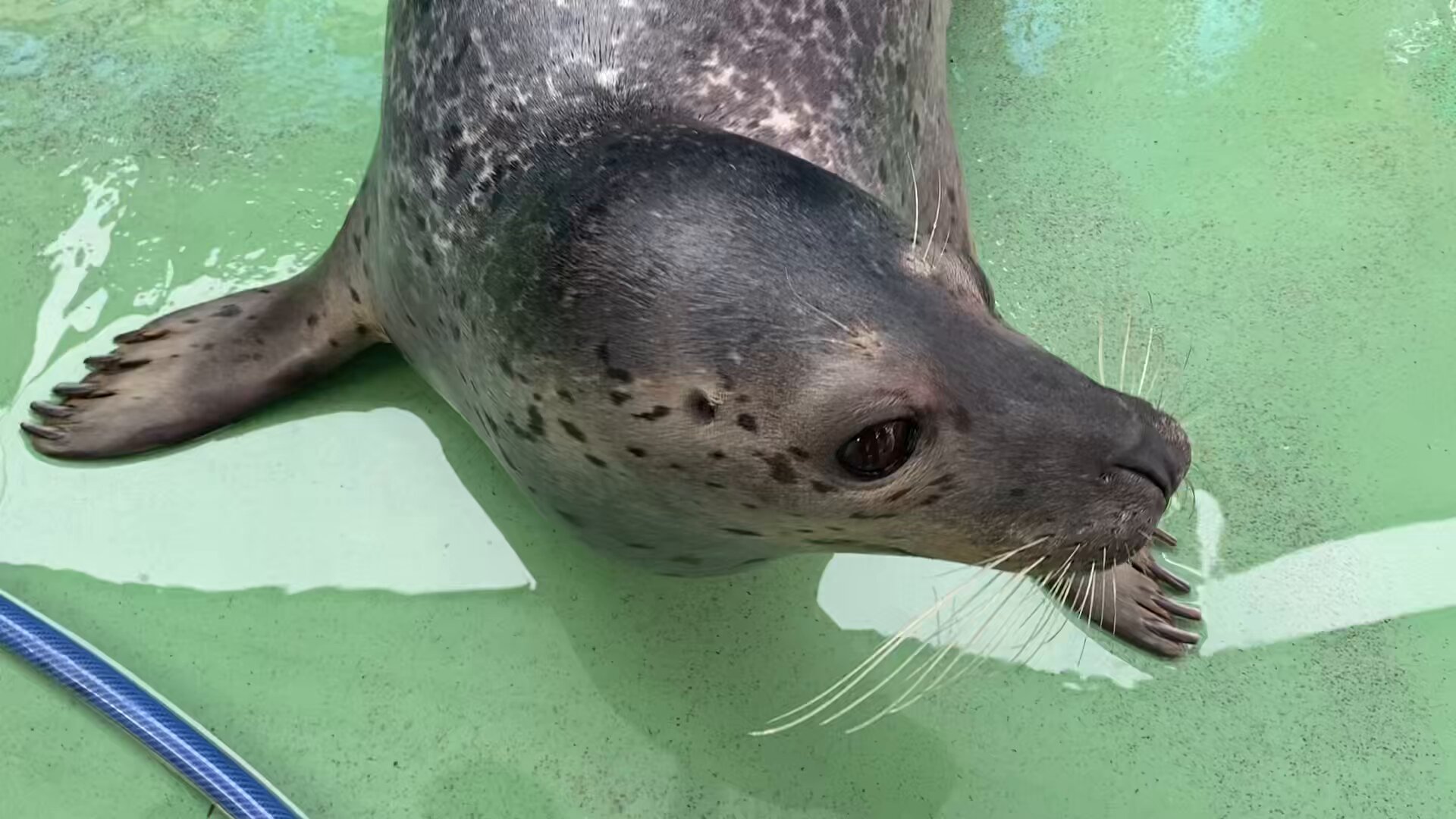 ごまあざらし 今日はふわふわあざとアザラシ日和です💫 可愛すぎやしませんか