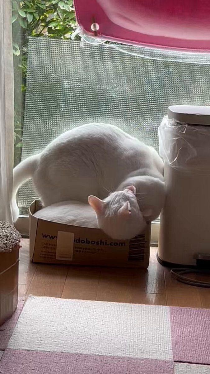 白猫好き 飼い主の好物のひとつ🤭 ． ． #x脚 #猫の後ろ足