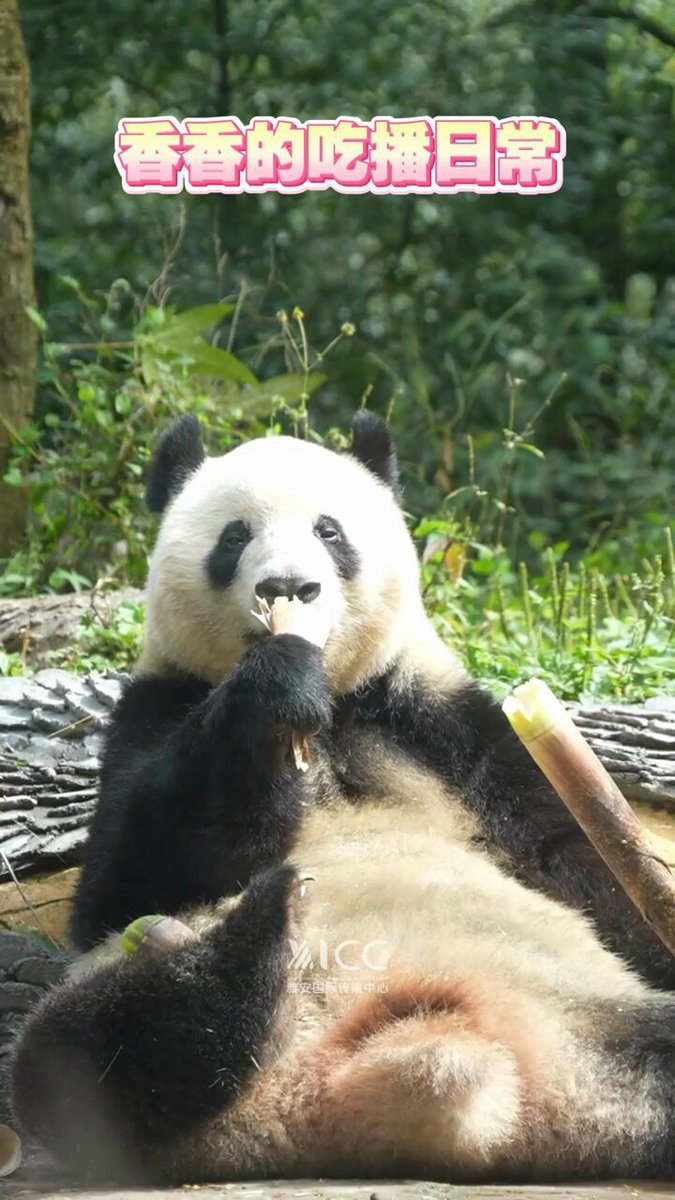 ⭐️ニャンコロ⭐️ NYANKO DAISENSOU SWING MASCOT SPECIAL | NEW | Gashapon US