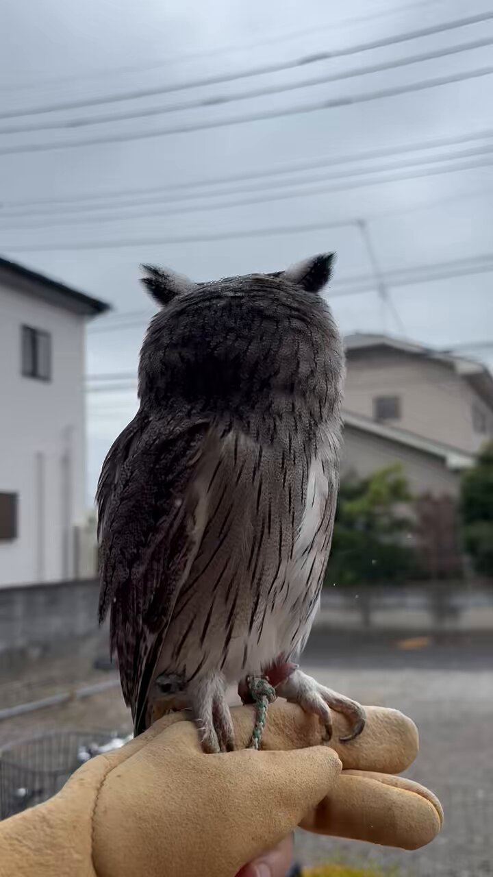 白鷗【小鳥＝羽虫無心】肉質画 I reconstructed the kitten's face as a falcon trying to fly