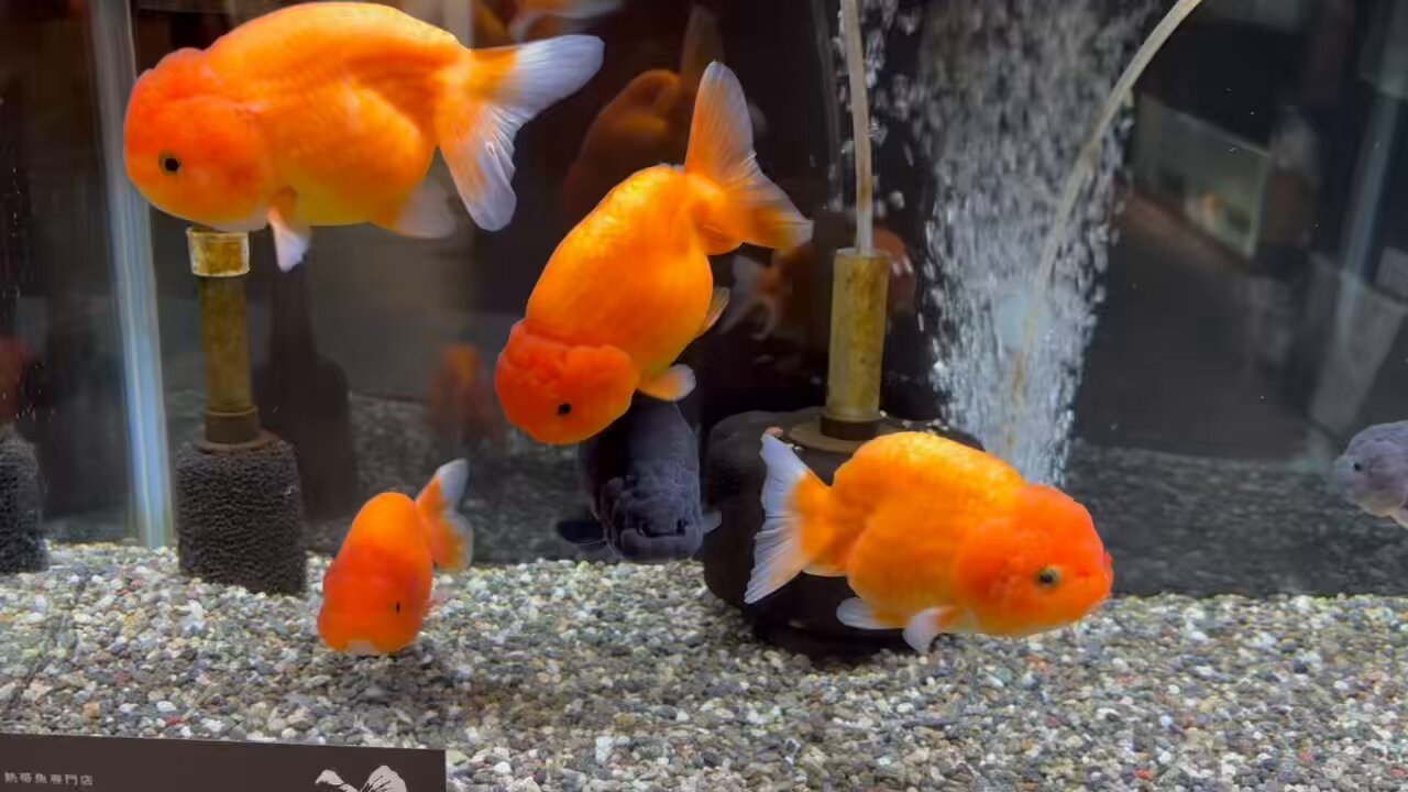 金魚・熱帯魚専門店AquaPro.H on X: 