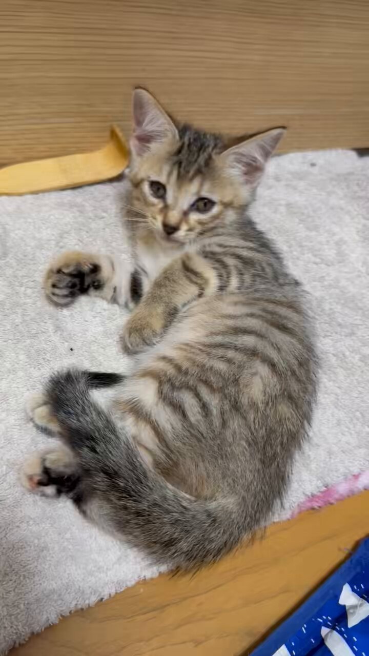 キジトラミケページ キジトラ猫 (@kigineko8) / X