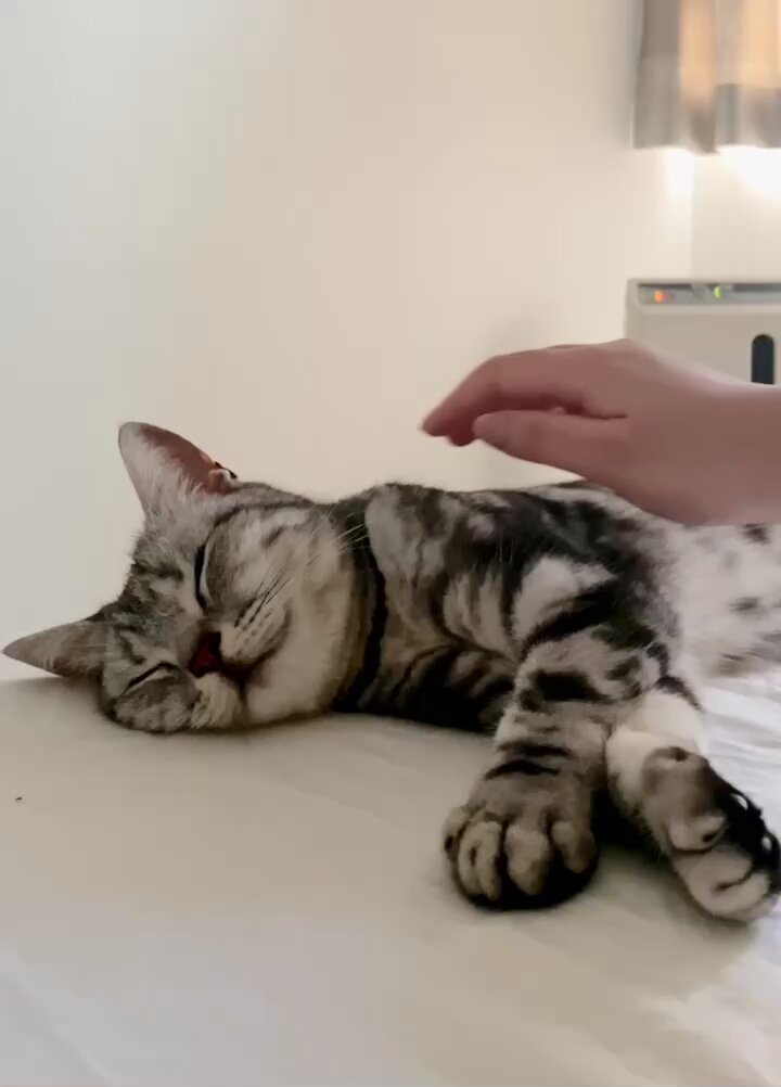 あんこともなか🐾充電ねこ (@cat_anko3) / X