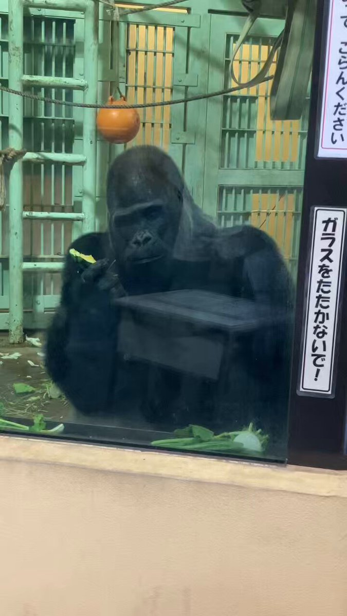 ゴリラの春5 19/7/14)生後207日〜キンタロウ日記 5⭐️ゴリラ【京都市動物園