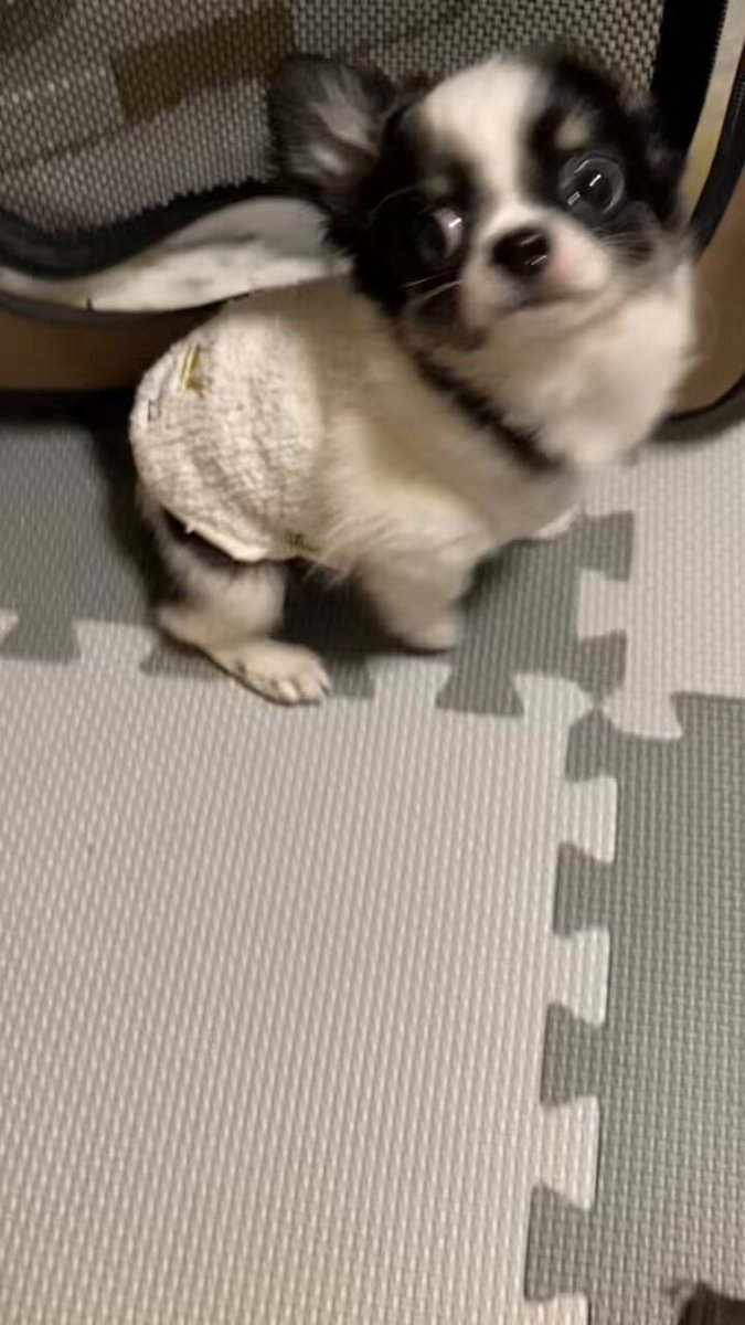 うし丸🐮 (@ushimaru0901) / Posts / X