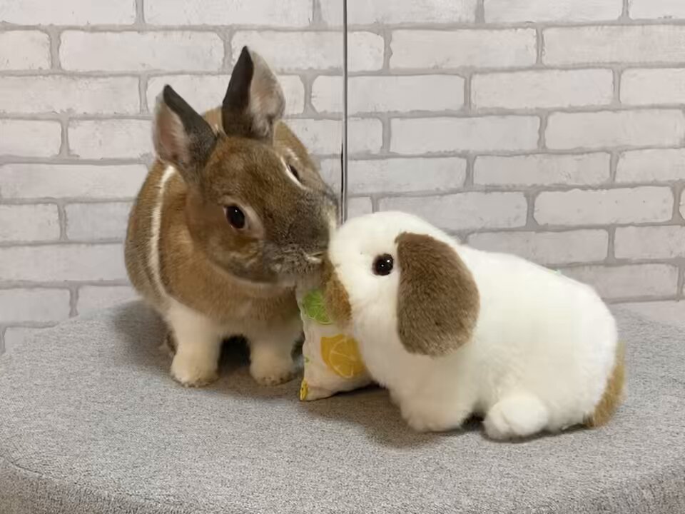 ウチのミカンちゃん【ミニウサギ】 on X: 
