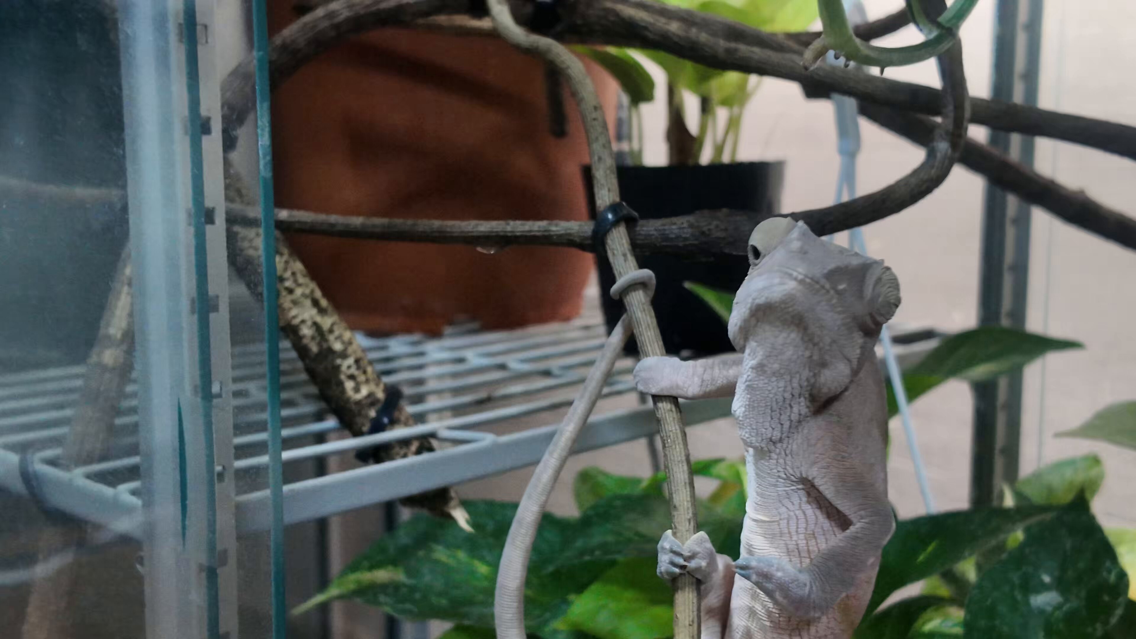 Chameleon - Search / X