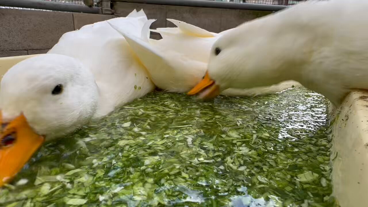 送料無料【アヒル、コールダック用飼料】　10kg 送料無料【アヒル、コールダック用飼料】 10kg - メルカリ