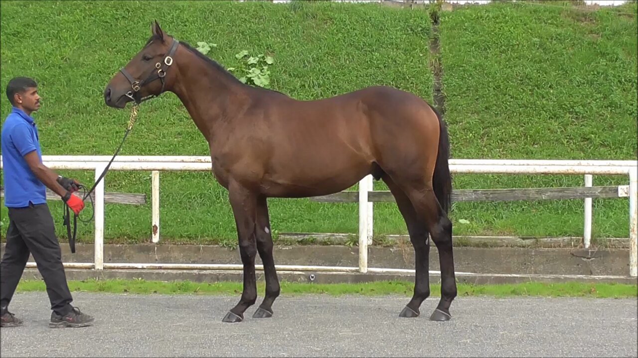 聖獣王ペガサス　ワンオーナー デュエマ 聖獣王ペガサス PSA10 英語版 ワンオーナー デュエル