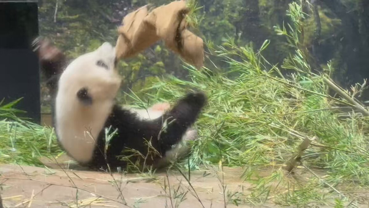 flypanda (@fly_panda6) / X