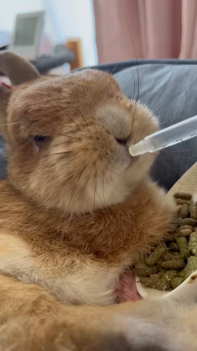 チビ太(CHIBITA🐰)のママ太 (@piccolocibi) / X