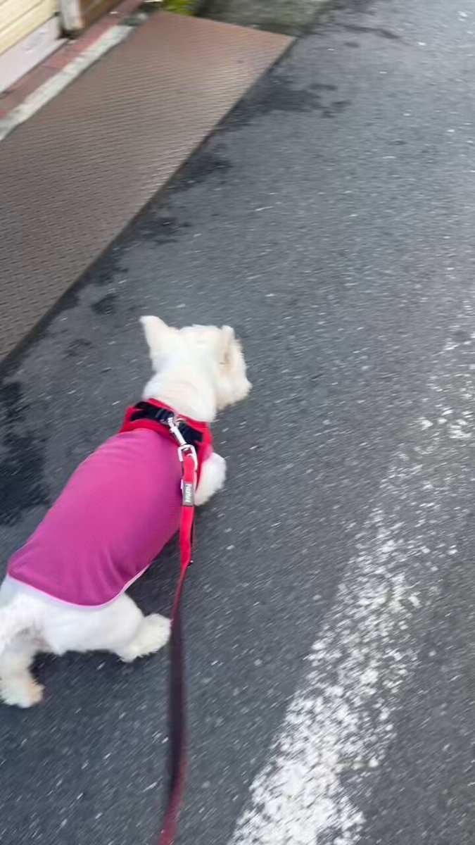 ちーちゃんページです❤ ちーちゃんっ🐾