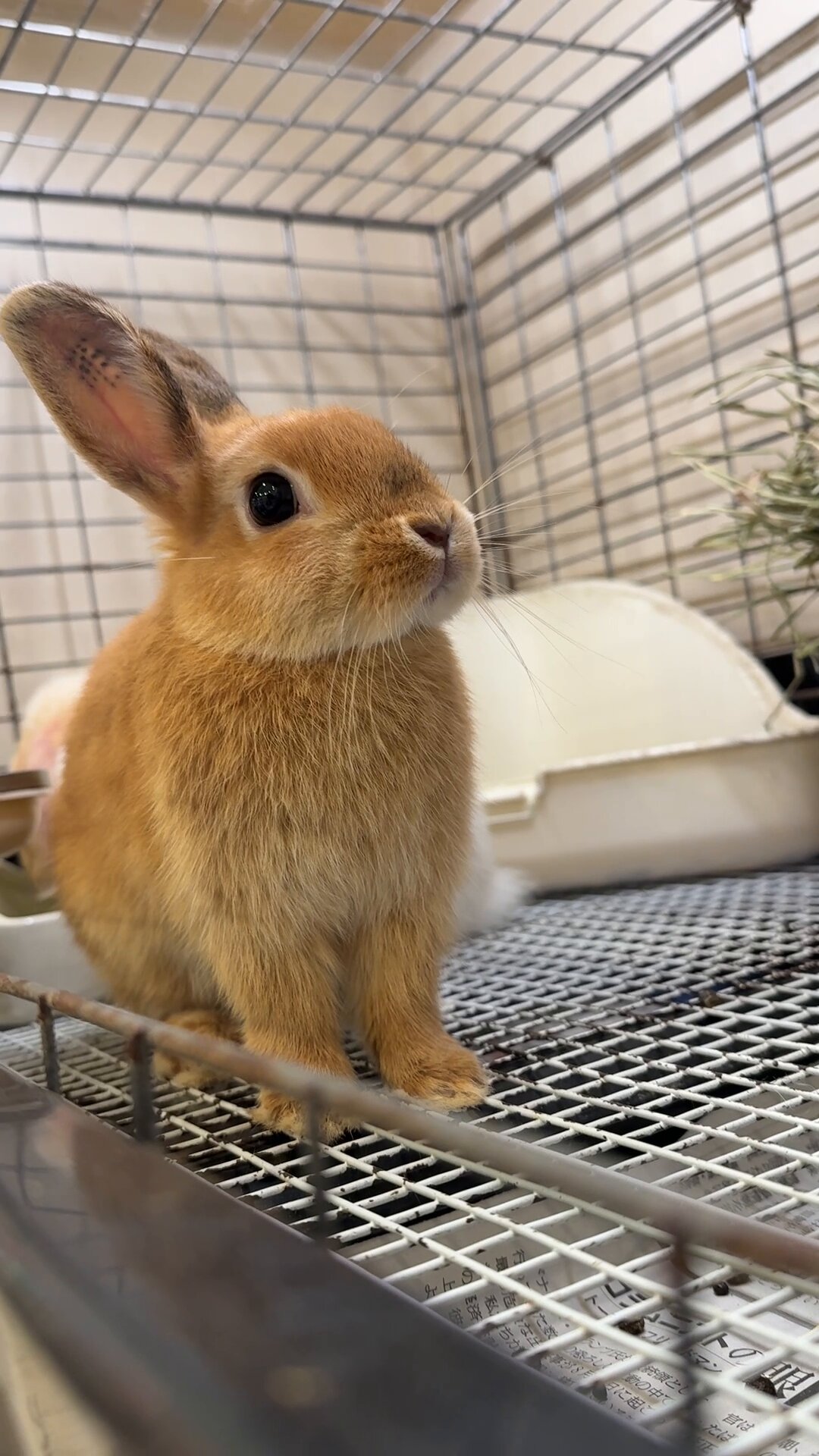 ラビット Amazon | Sun Rabbit(サンラビット) メルヘンランドセル1160