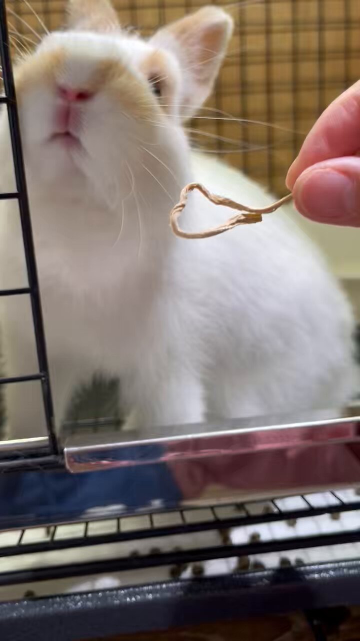 うさぎ130₍ᐢ.ˬ.ᐡ₎【プロフ確認】　 うさぎ130₍ᐢ.ˬ.ᐡ₎【プロフ確認】 仔うさぎ情報 うさぎ専門店_
