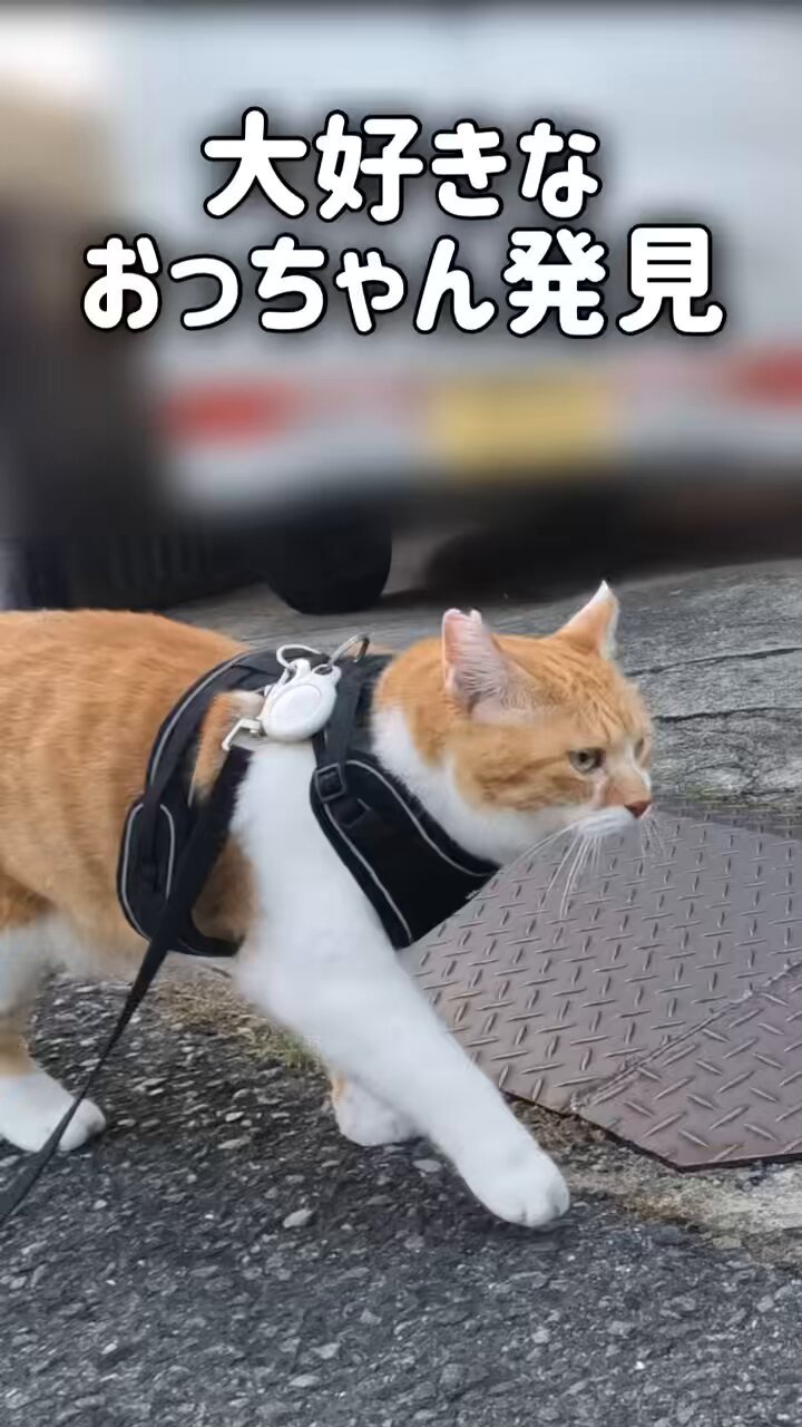 ちゃちゃ☘️可愛い猫ちゃんいます❤︎໒꒱様 So Cute! My Dream Cat Merchandise is Finally Complete! - YouTube