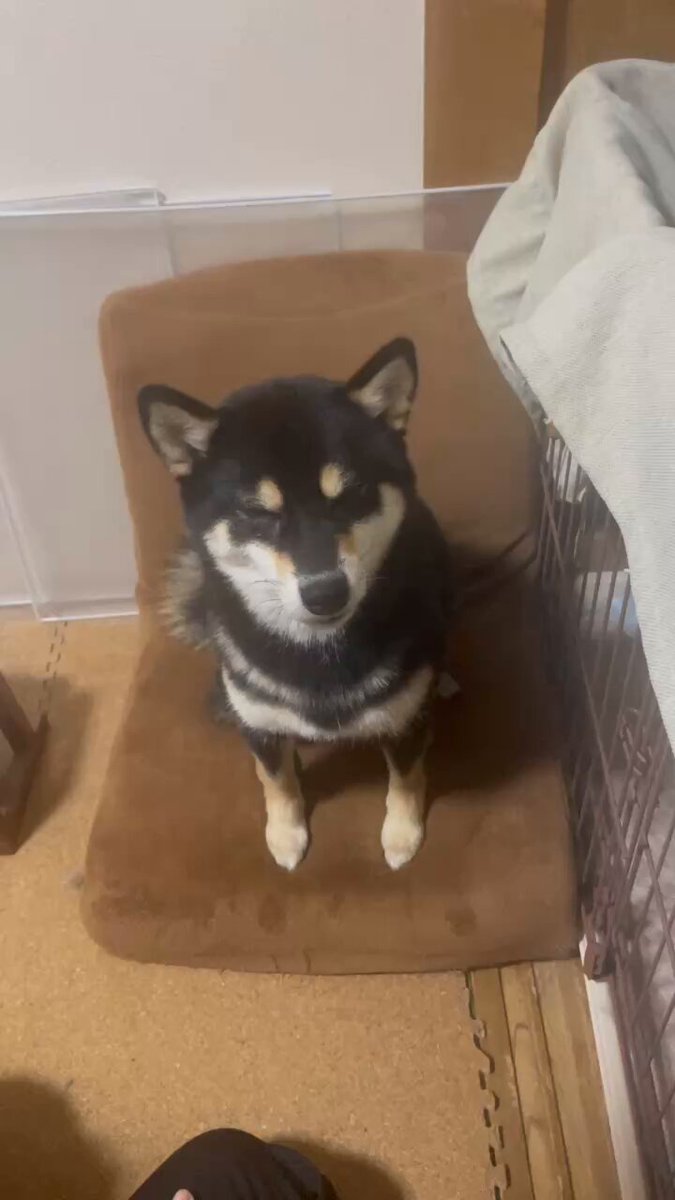 黒柴 黒柴カロ (@shibaCARO) / X