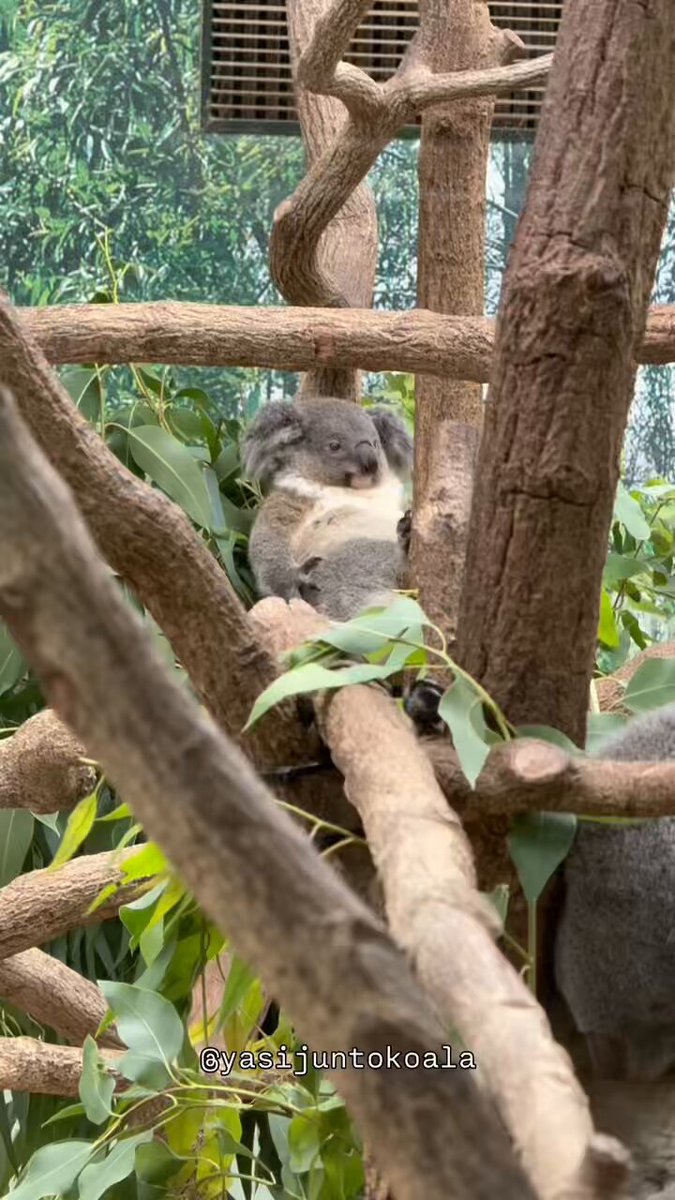yasijun🐨🐨🐨コアラーイラストレーター on X: 
