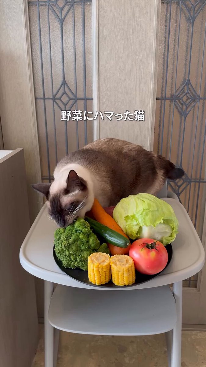 龍脈の精髄 ― クラスター「細針の聖域」保護猫活動支援 どうぶつ基金の協力病院とは？／ さくらねこTNRには獣医師の先生