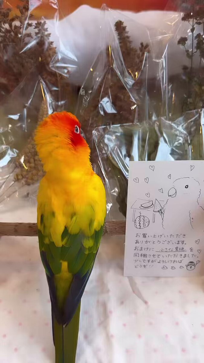 かんこうきゃく ソニア ミカン かんこうきゃく ソニア ミカン