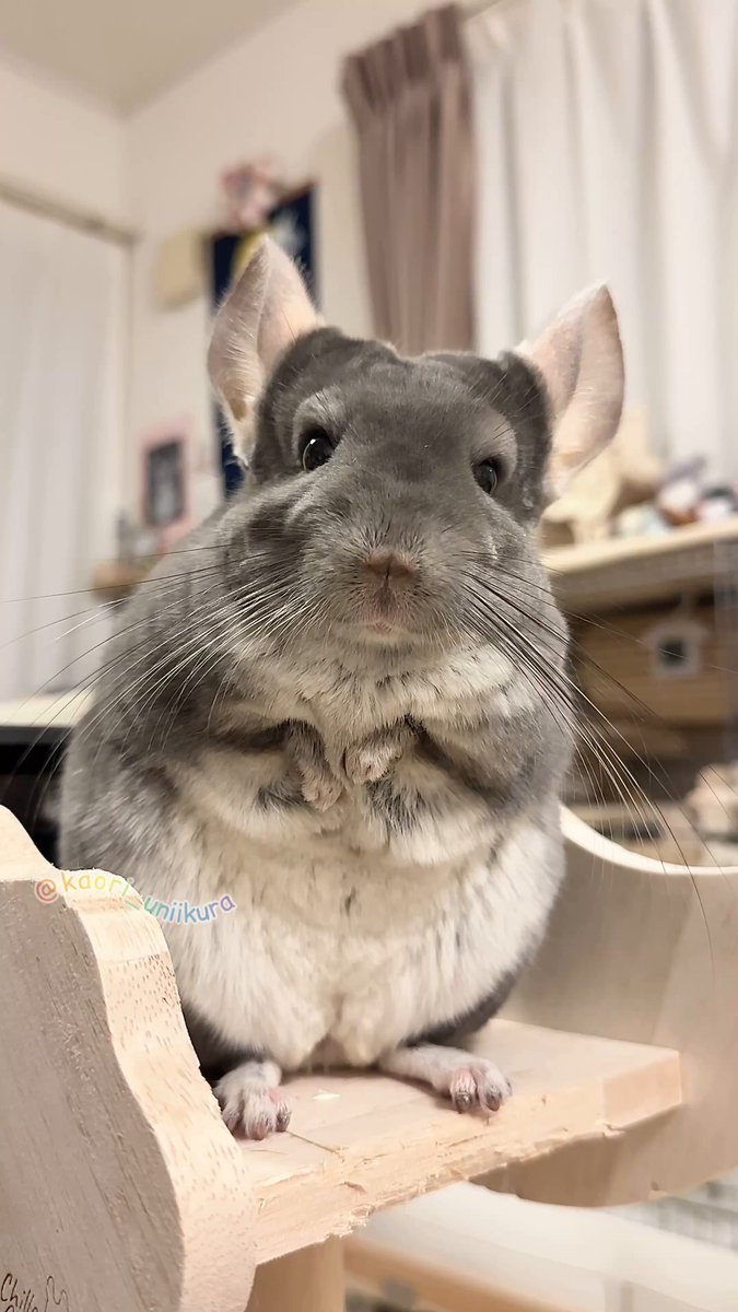 チンチラ - Search / X