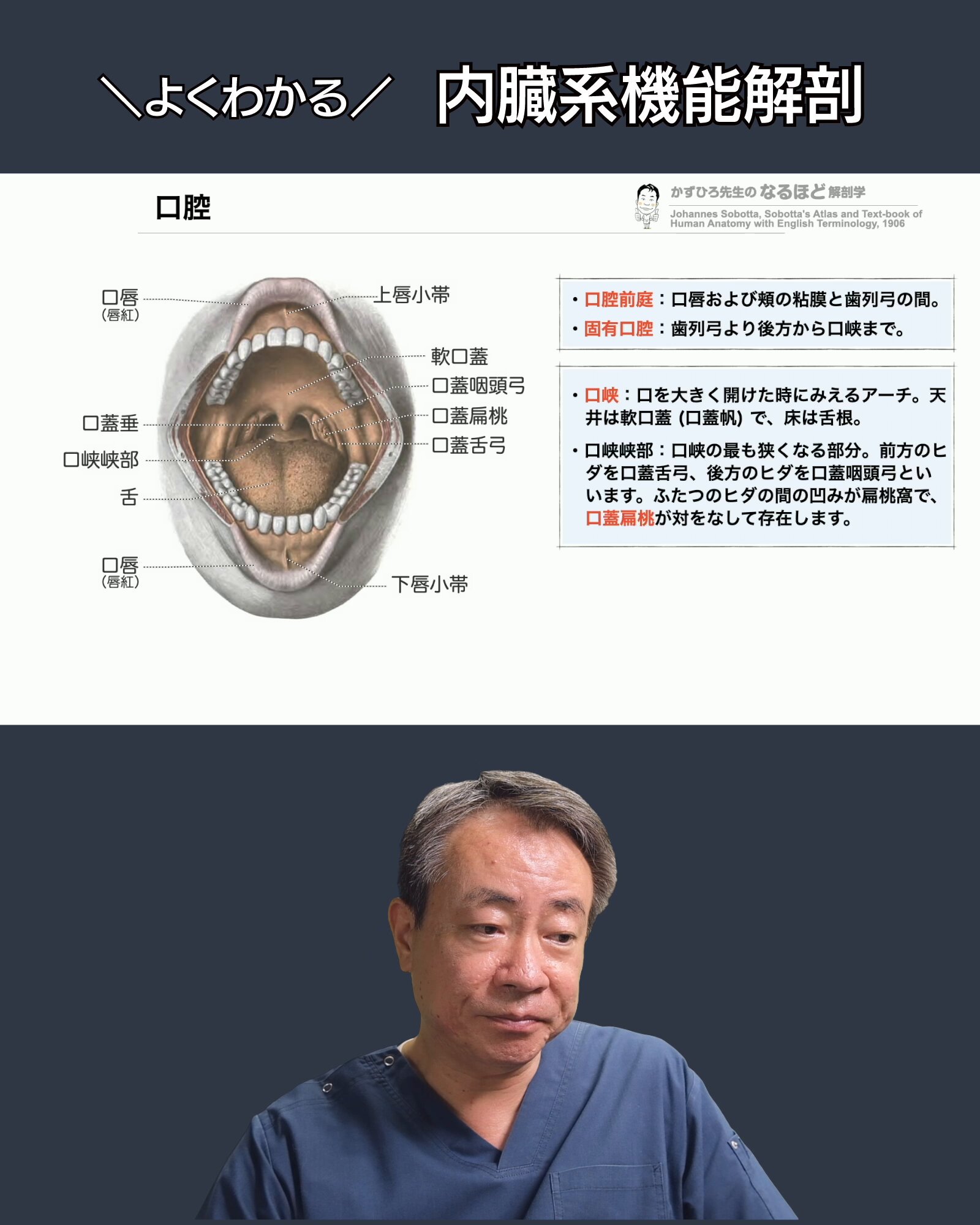 口腔解剖学　筋学、内臓学 口腔解剖学 筋学、内臓学