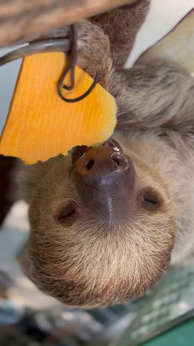 千葉市動物公園【公式】 (@ChibaZoo) / X