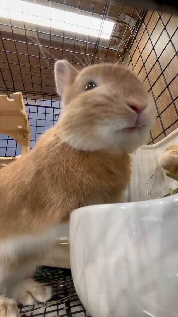 うさぎのしっぽオリナス錦糸町店 on X: 