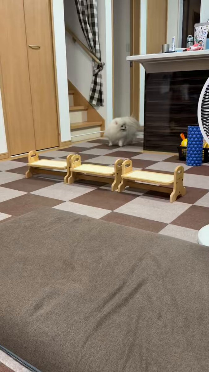 ぽん「3ポメ~お花リース」「ポメと柴犬~インコS字飾り」 愉快な3姉妹ポメラニアンちゃんねる (@melkuramarin) / X