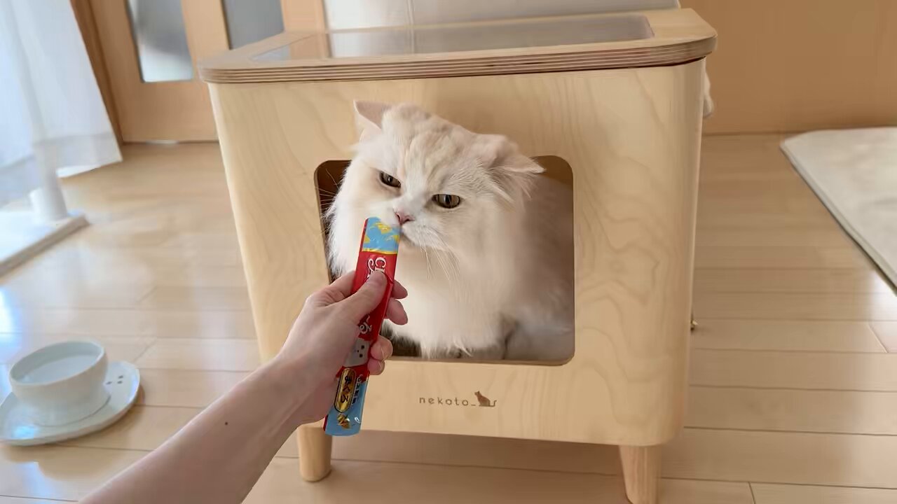 赤猫ころ様 楽天市場】ターキー ねこモテ NM オールドフラワー 01 首輪