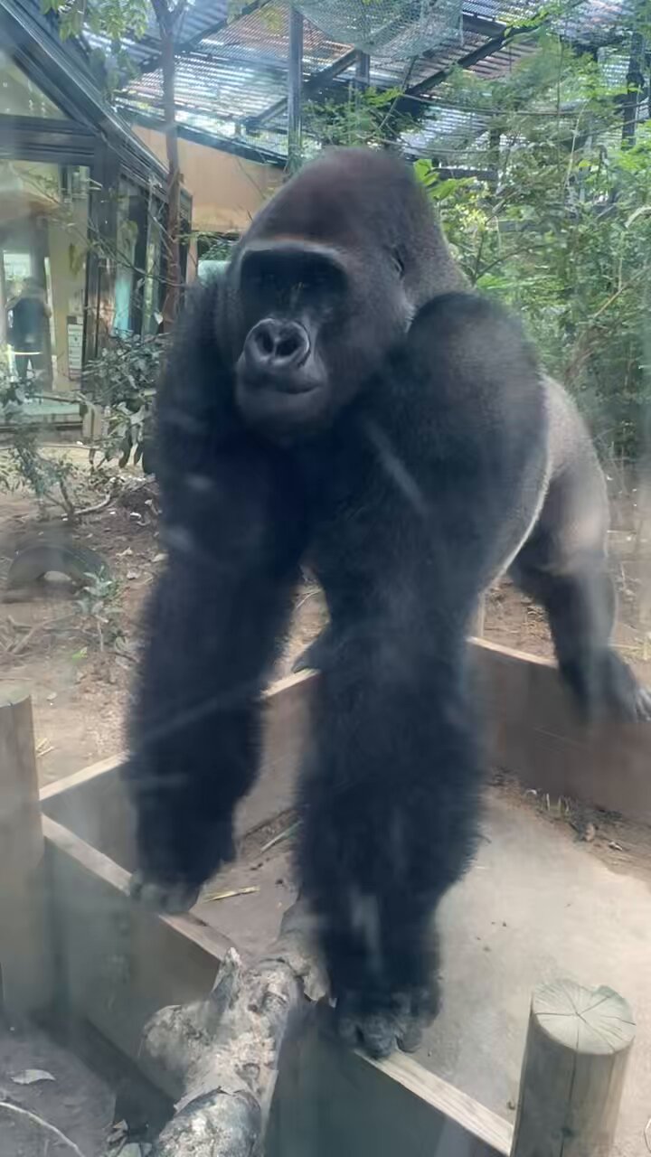 ODYSSEYFZGSDDJFLX10CW ゴリラになります ODYSSEYFZGSDDJFLX10CW ゴリラになります ゴリラ🦍English