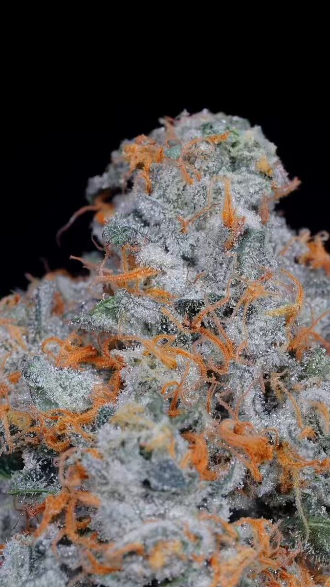 【規制前セール】TH×E 1ml CBN CBG CBD CBP PHC CBD - Search / X
