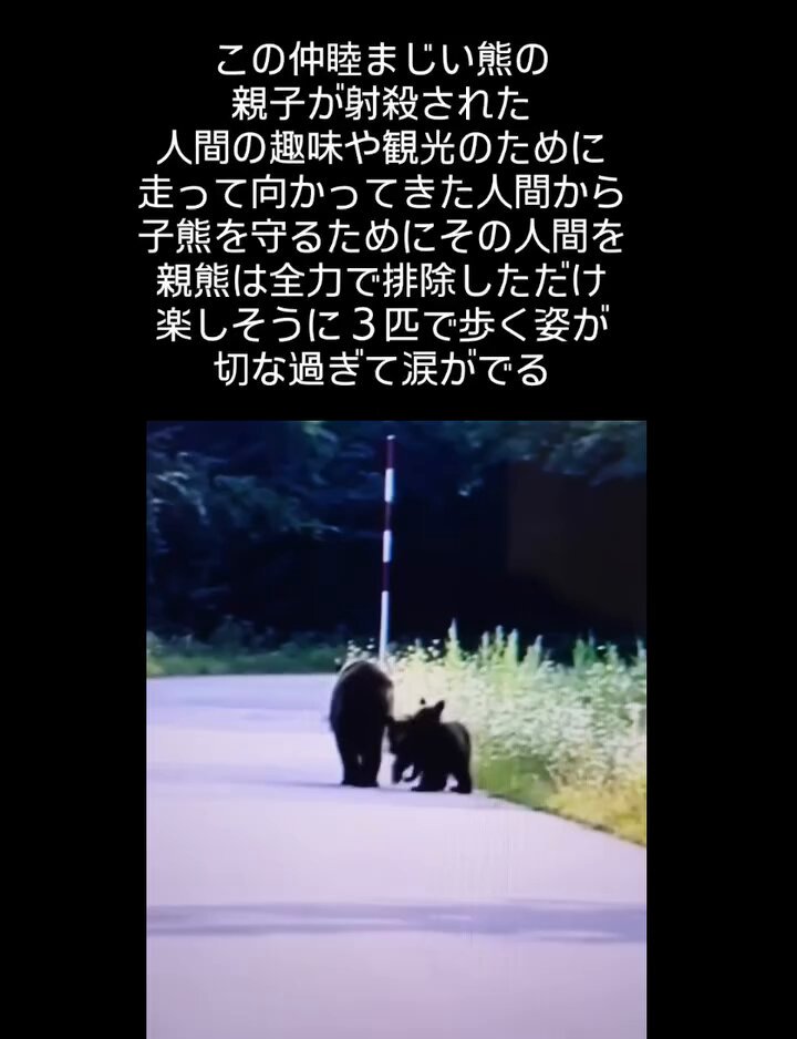 VoiceforAnimals_japan ™ 🐺 (@eugene_vegan) / X