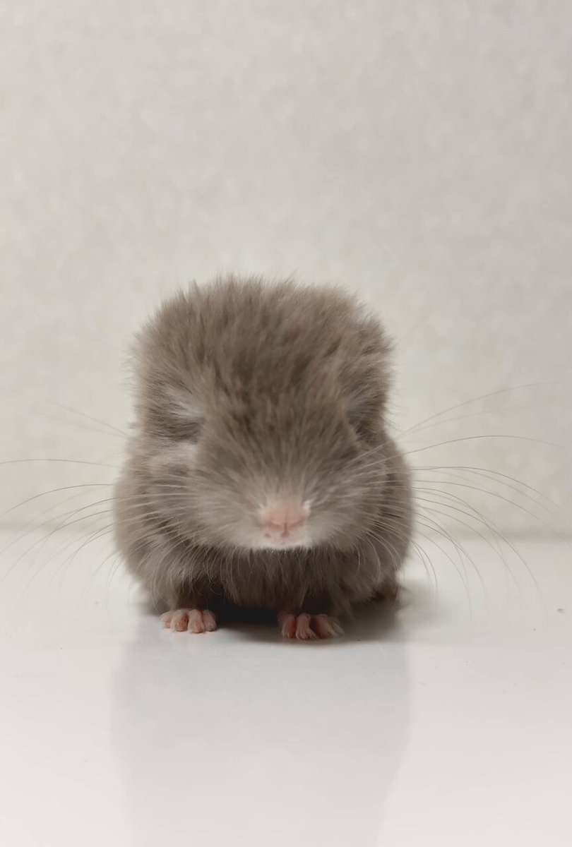 チンチラのすみれと飼い主ゆみ on X: 