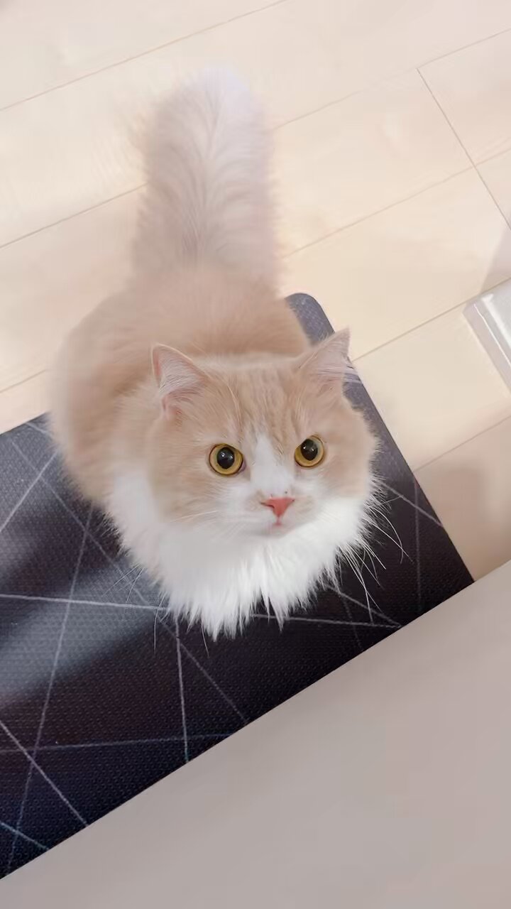 mog ページ Japan SC 417-21 MOG (9eke) | eBay