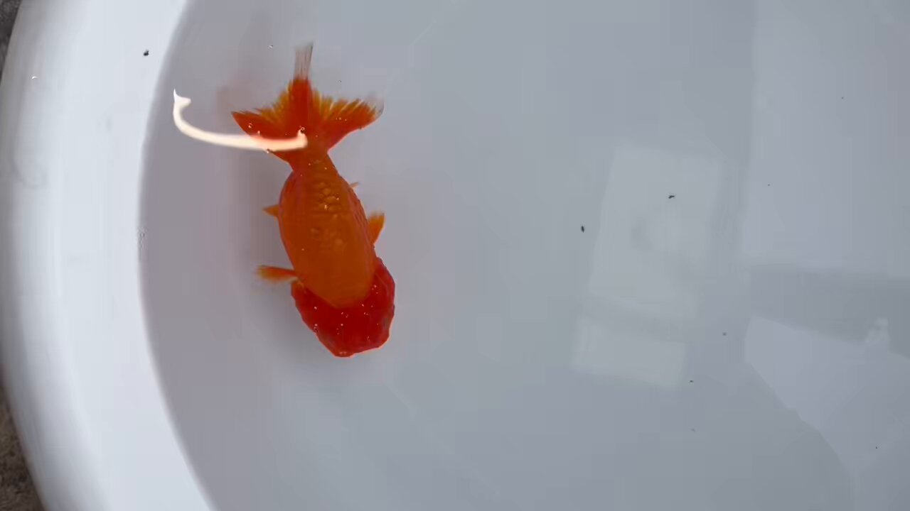 【金魚】 楽天市場】(金魚 生体)【数量限定】 変わり 墨東錦（約8cm