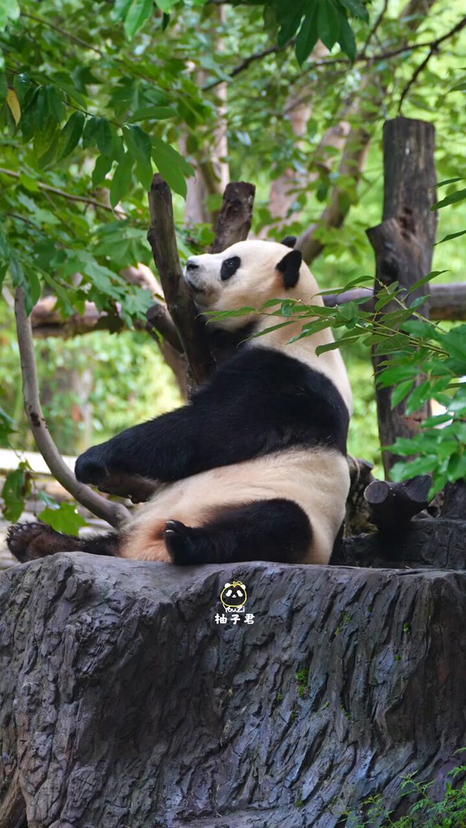 🇵🇭🧸🐼 ℡™ミスターパンダブーム玄笑顏无双凰战斗力仙