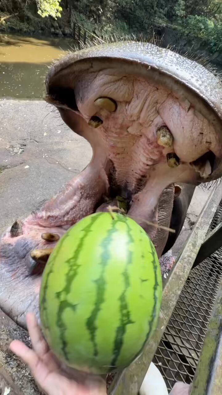 メグメグページ 51WgQOXdCUL._UF894,1000_QL80_.jpg