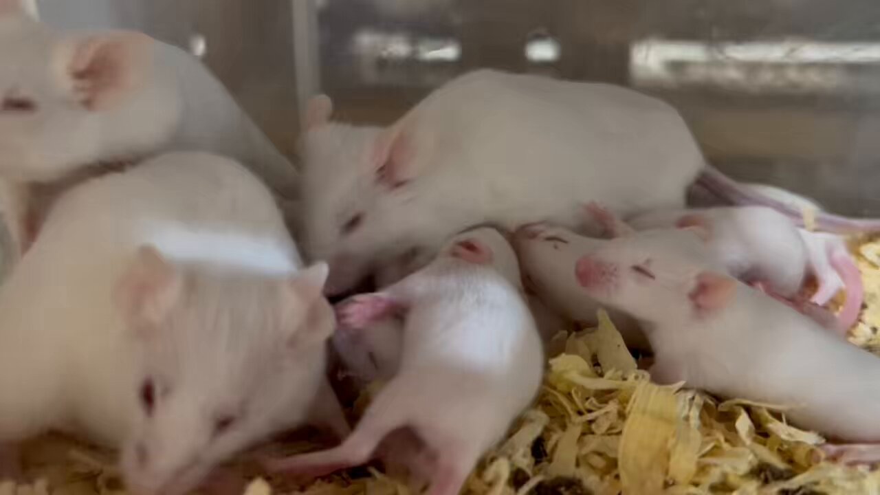 SAfarm 国産冷凍マウス・ラット専門店 (@safarm_shop) / X