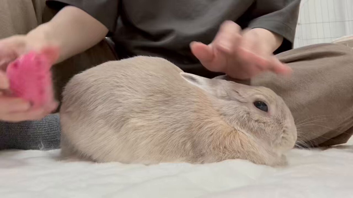 きなこ(呟き主：とん) on X: 
