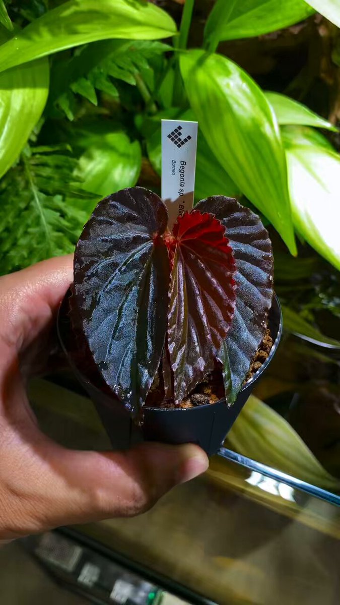 ZEROPLANTS (@zero_plants) / Posts / X