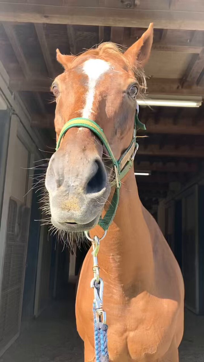バカラ　走る馬 バカラ 走る馬 バカラ (Baccarat) | 競走馬データ - netkeiba