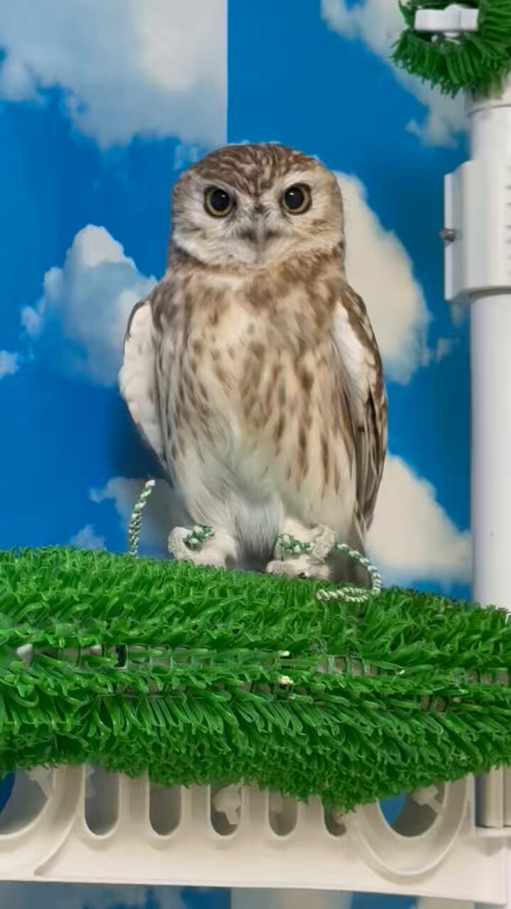 じーゆ on X: 
