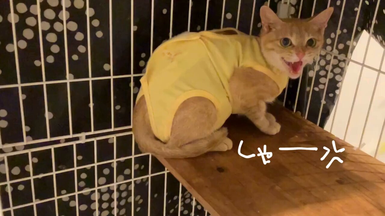 にゃん太通販+にゃっ展+にゃんにゃんBOX+猫十字 on X: 