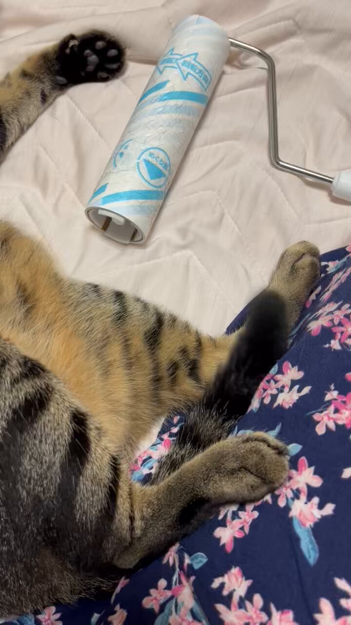 たぬき猫様 ざきお on X: 