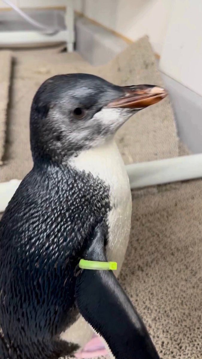 penguin_mall39 (@penguin_mall39) / X