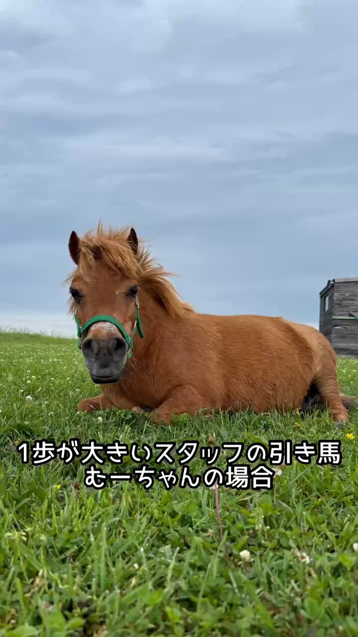 おひさま牧場 (@MiniHorseMKMK) / X