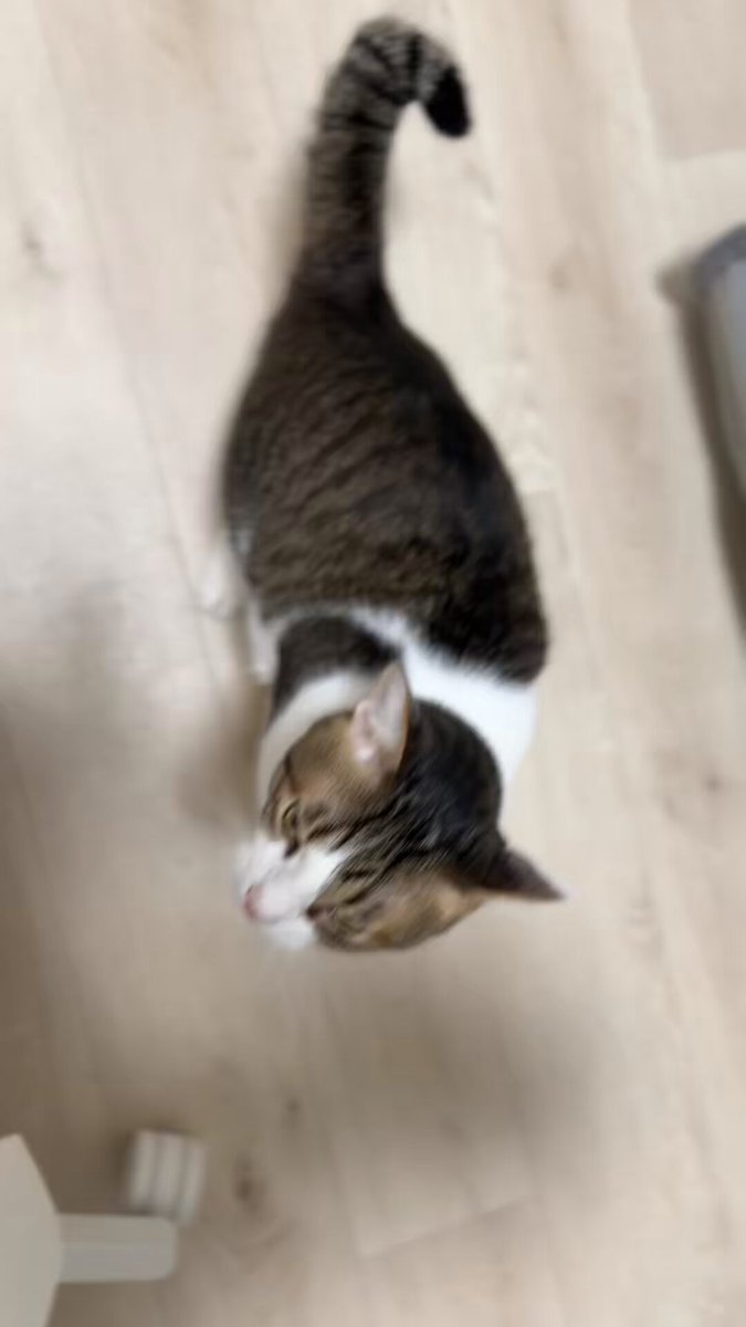 ねこねこねこ　0226 ネコ耳ラインボーダーファーコードニット帽 / レディース メンズ